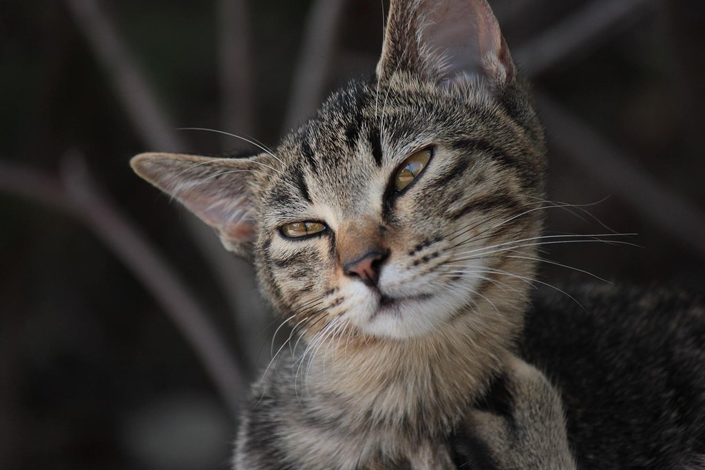 街子猫