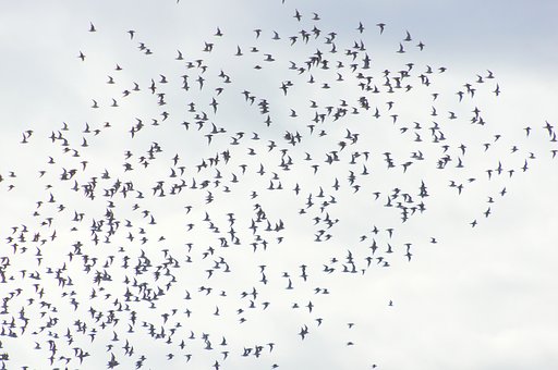 鳥雲
