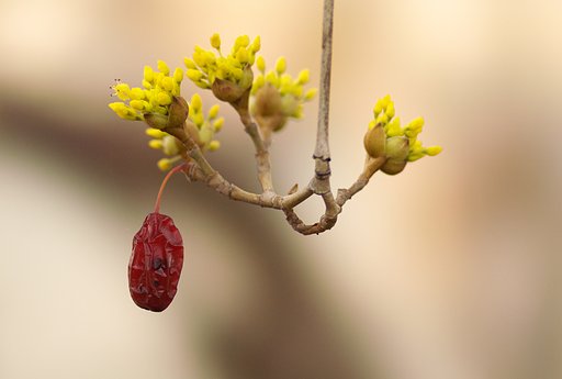 山茱萸　花一輪　No2