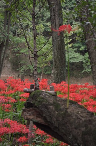 幹から伸びる曼珠沙華