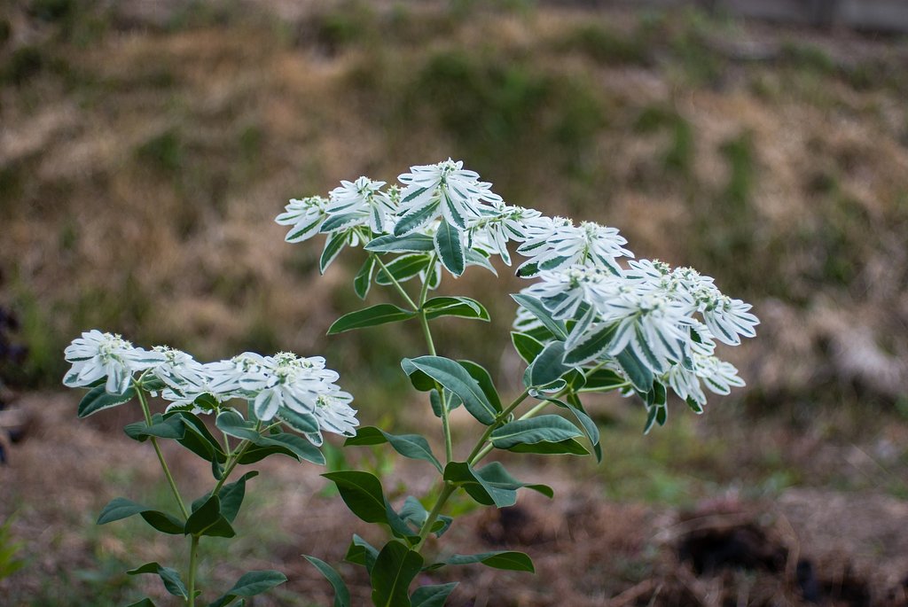 花の様な葉っぱ。