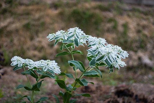 花の様な葉っぱ。