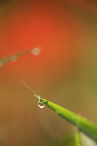 ちっちゃな秋