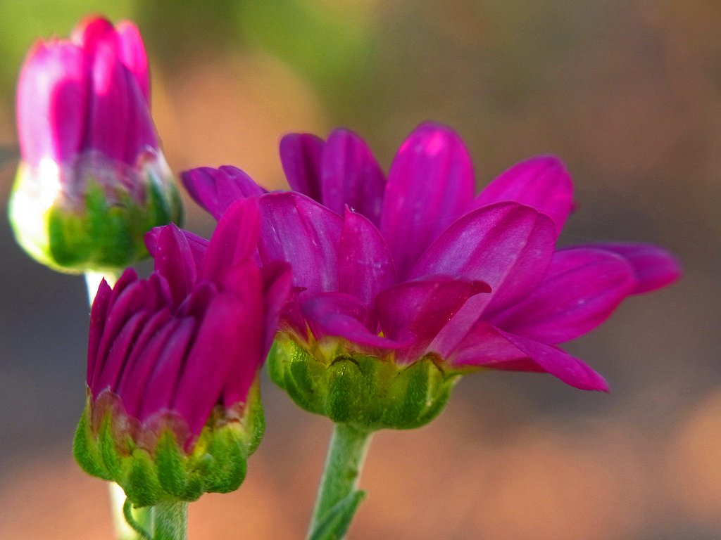 菊