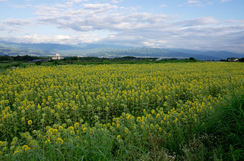 ひまわり＠伊那谷