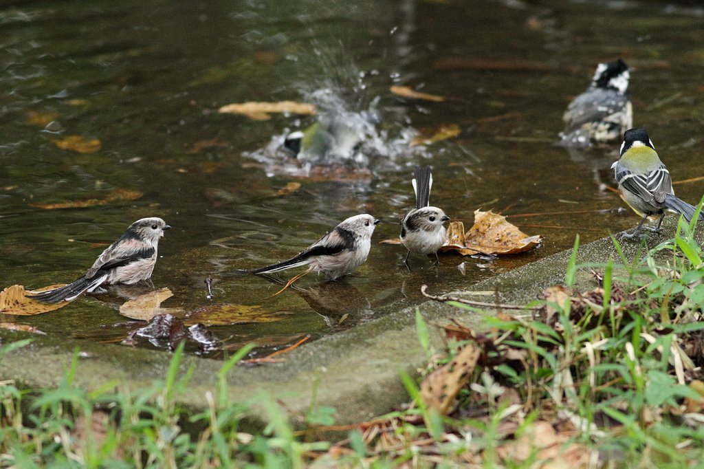 水場の賑わい