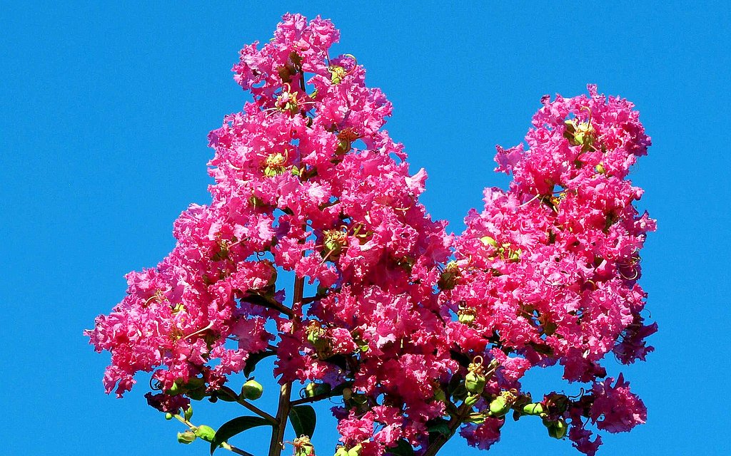 夏の花百日紅で更新