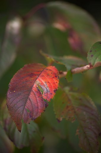 染井吉野の紅葉