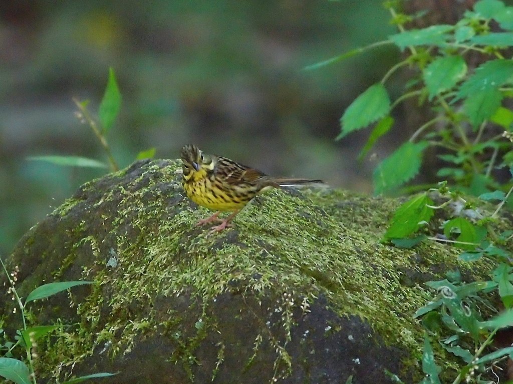 緑苔の舞台に立って