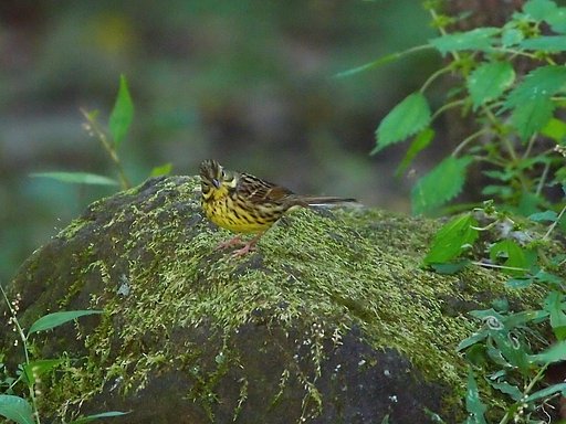 緑苔の舞台に立って