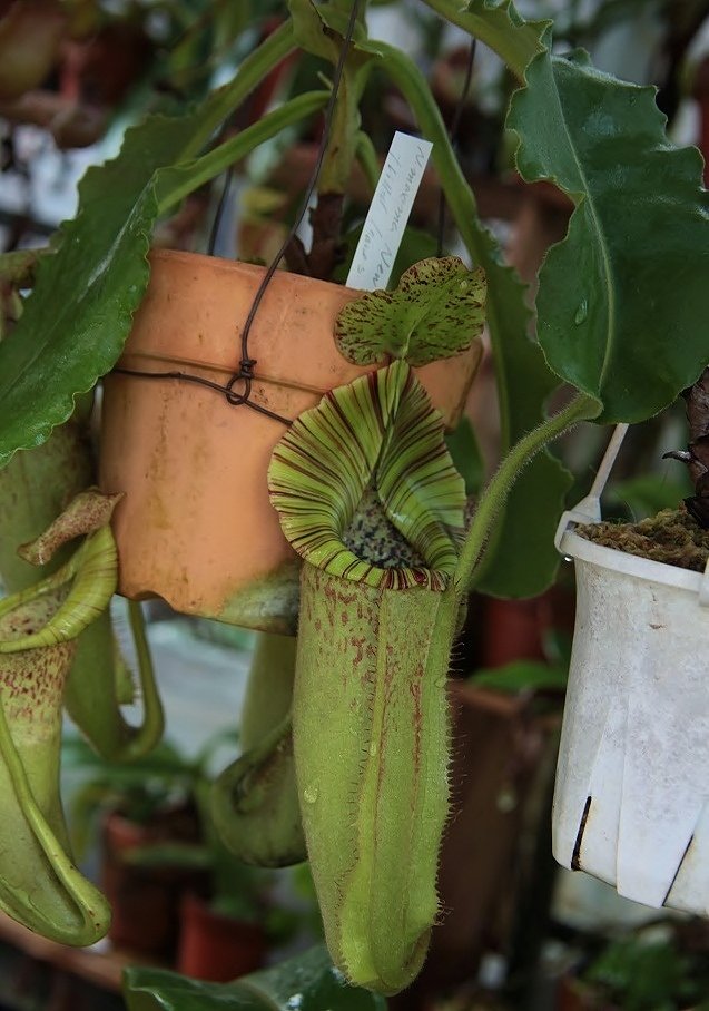 珍しい食虫植物のウツボカズラ