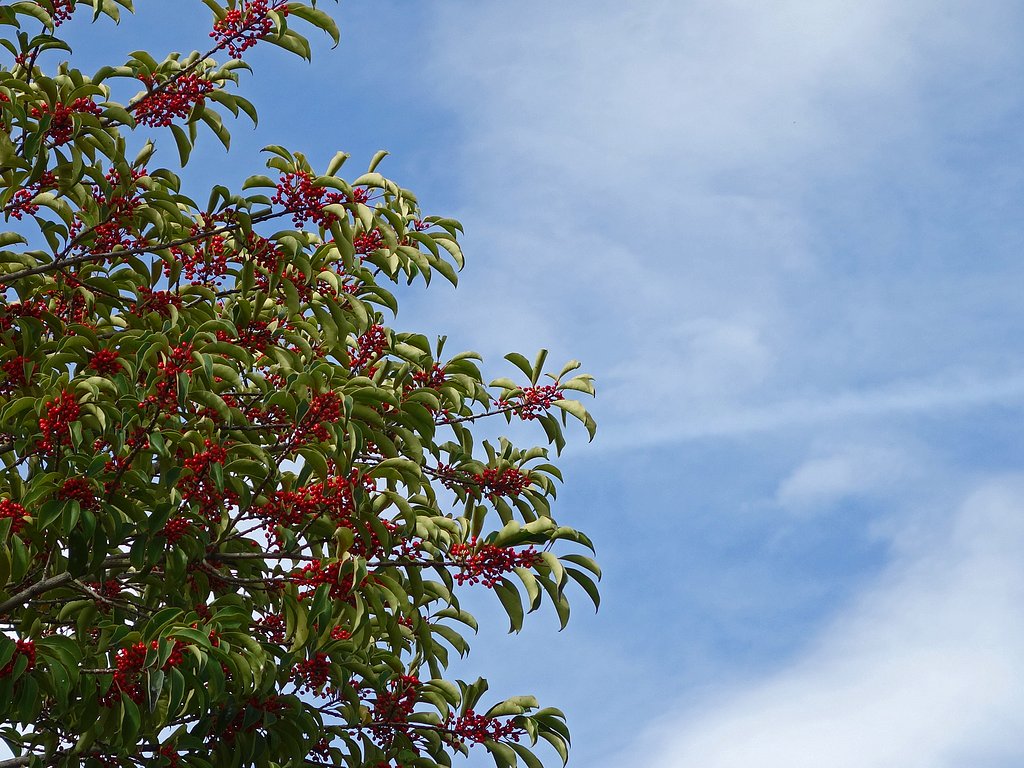 モチノキと秋空