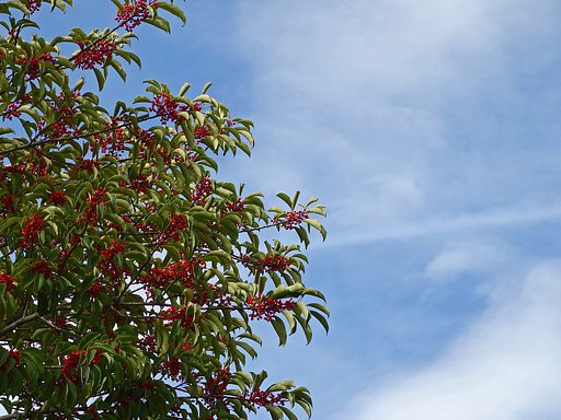 モチノキと秋空