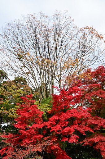 この秋一番の紅葉