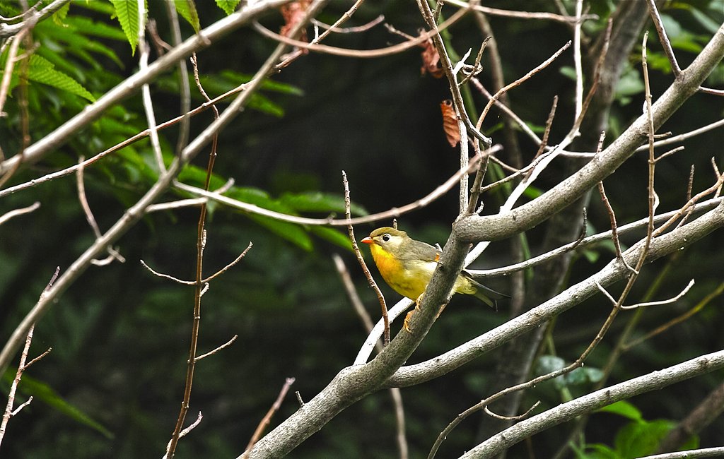 ソウシチョウ