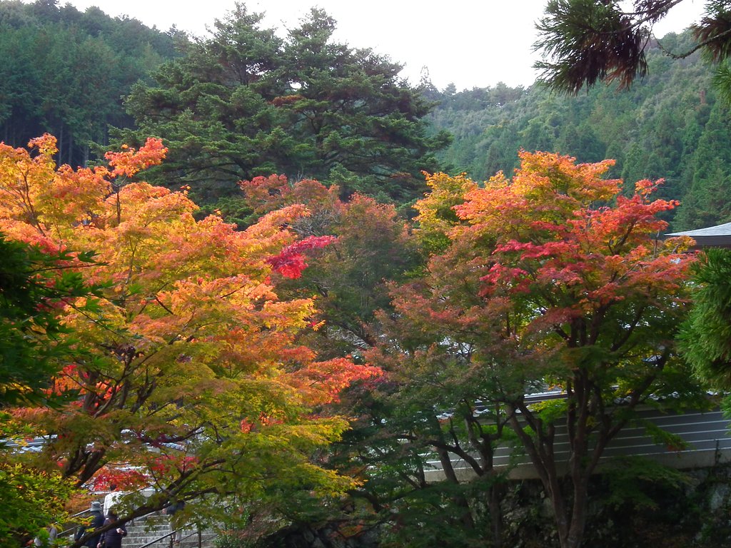 紅葉