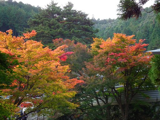 紅葉