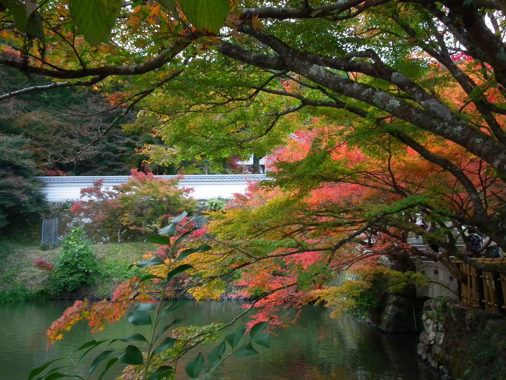 紅葉−２
