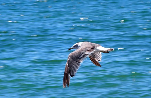 ウミネコ飛ぶ