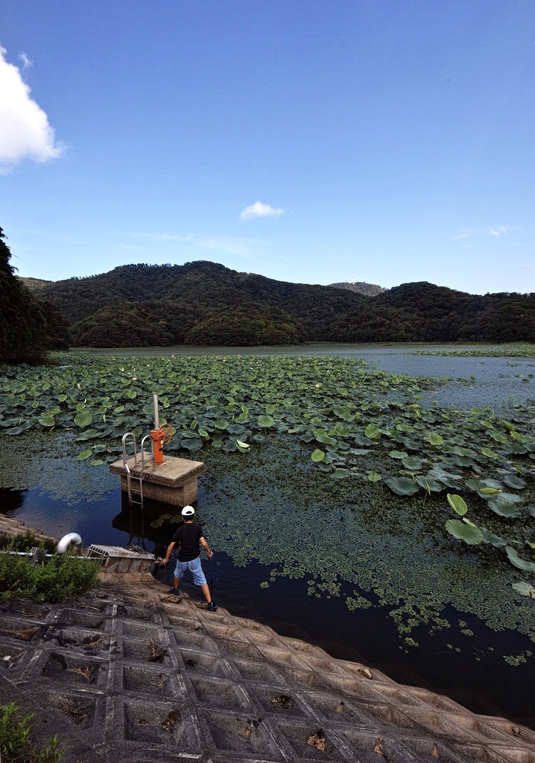 庄内　大山池の夏