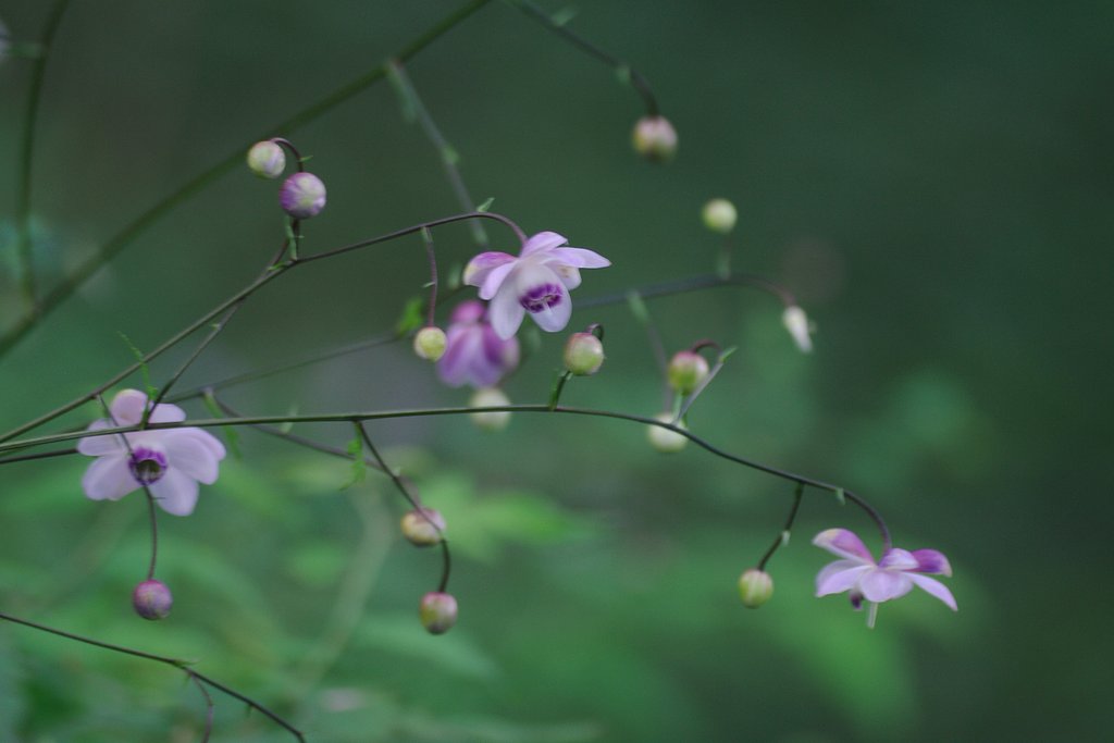レンゲショウマまつり（masa Ver.）5 SIGMA180mmマクロ