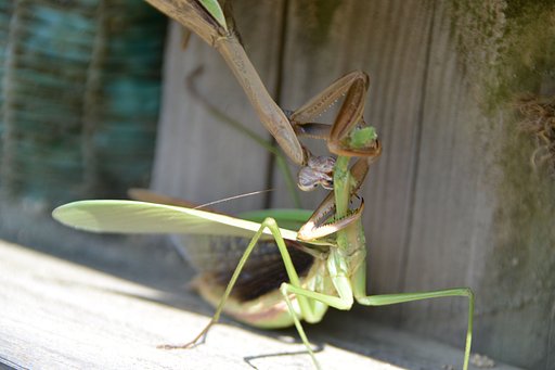 【秋】無惨
