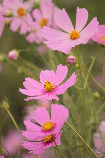 淡いピンクの秋桜