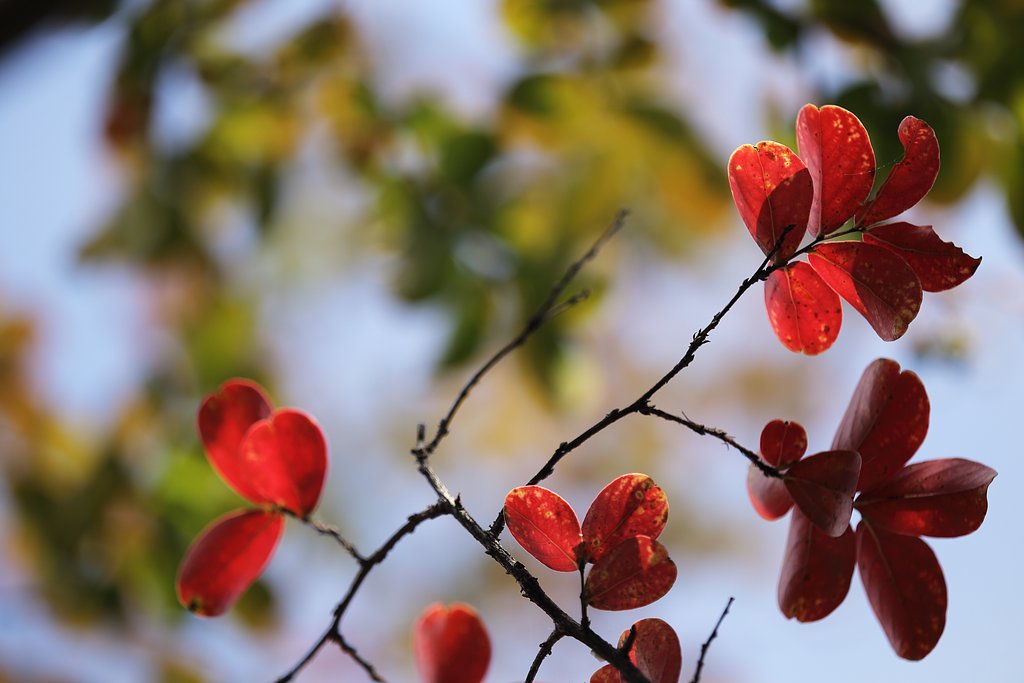 紅葉前線？