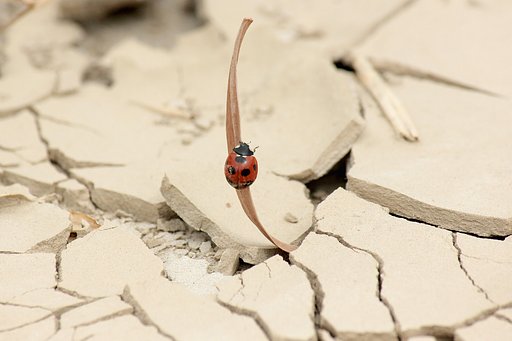 【秋】見回りテントウ虫