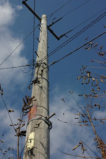 今日の収穫