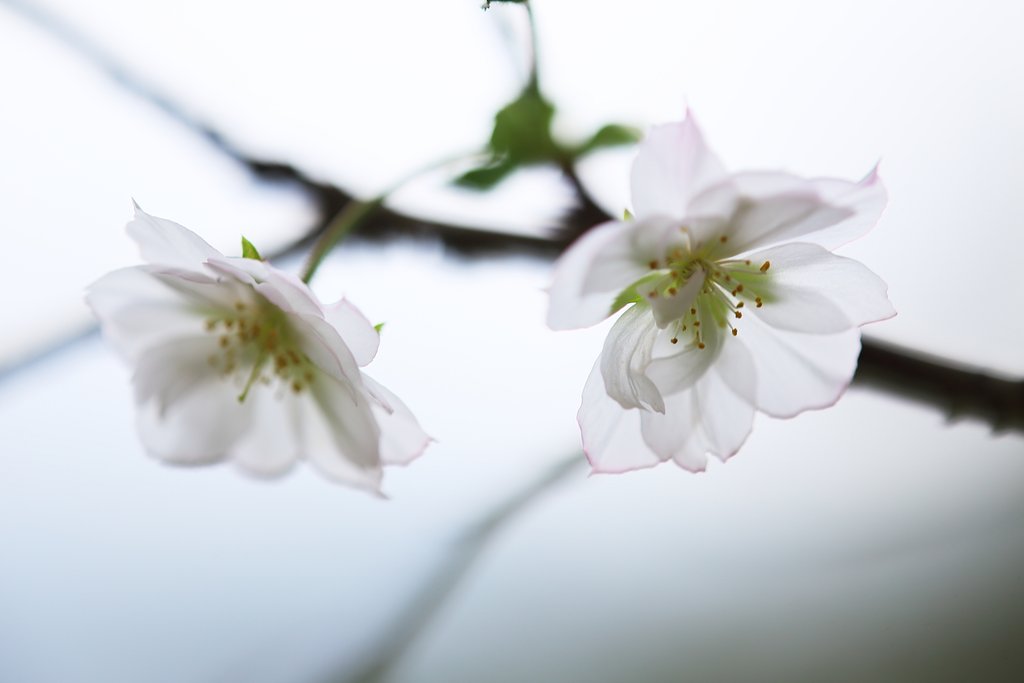 本当の秋桜（あきざくら）