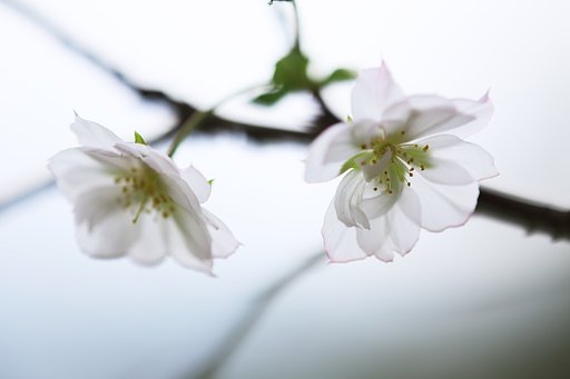 本当の秋桜（あきざくら）