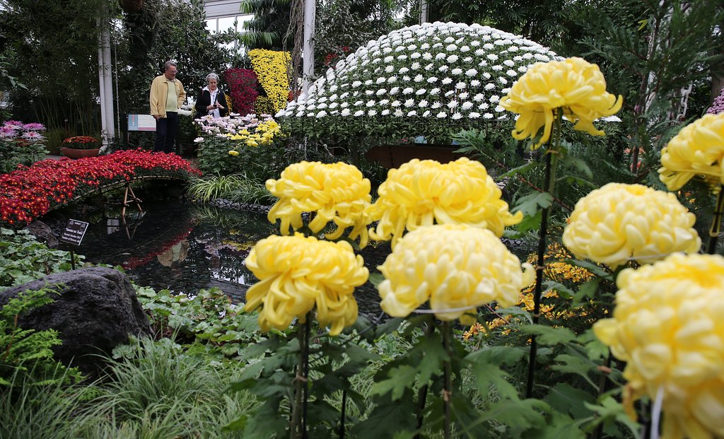 【秋】 ニューヨークの菊展