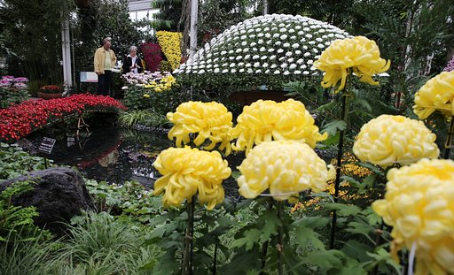 【秋】 ニューヨークの菊展