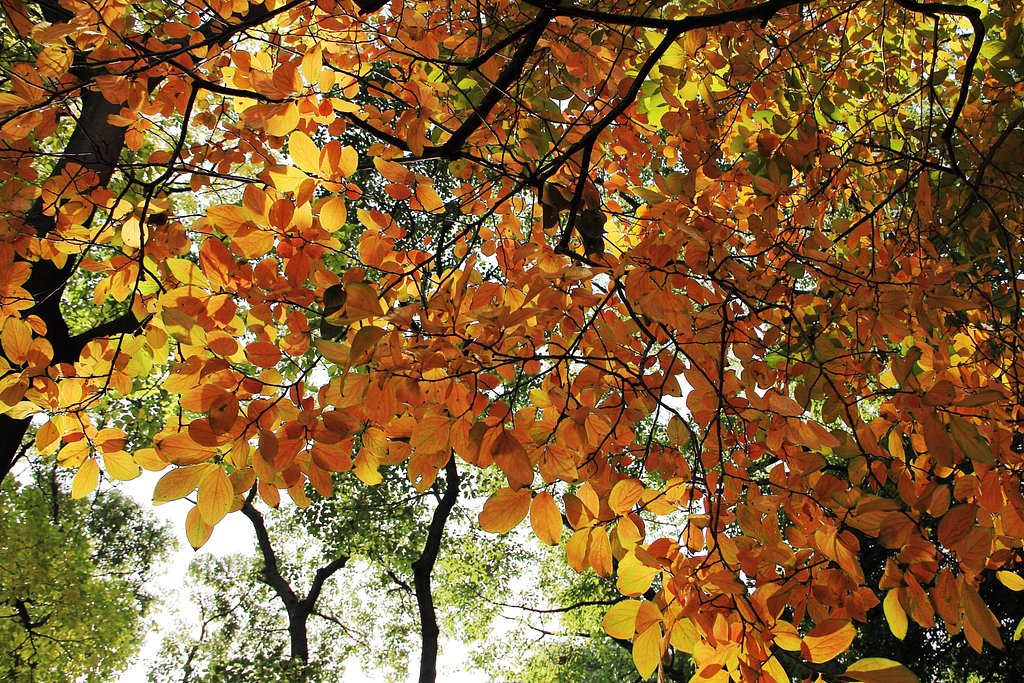 オレンジ紅葉