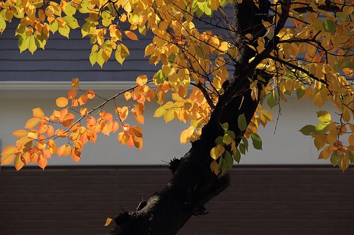 秋も桜で微笑みを