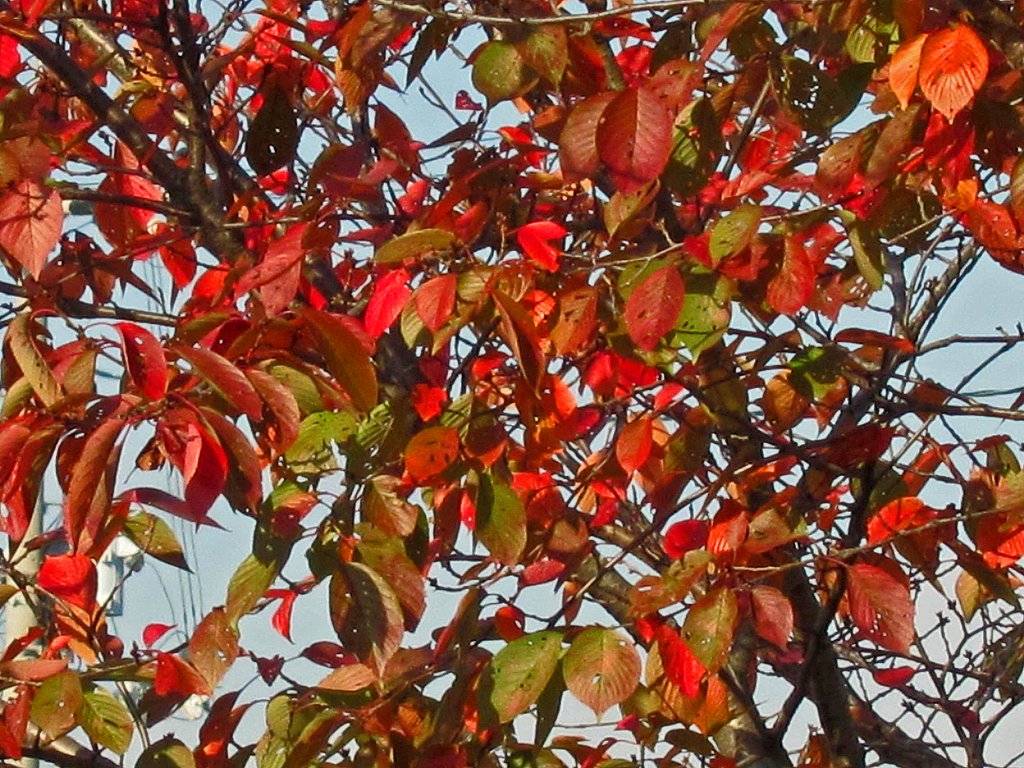 秋桜