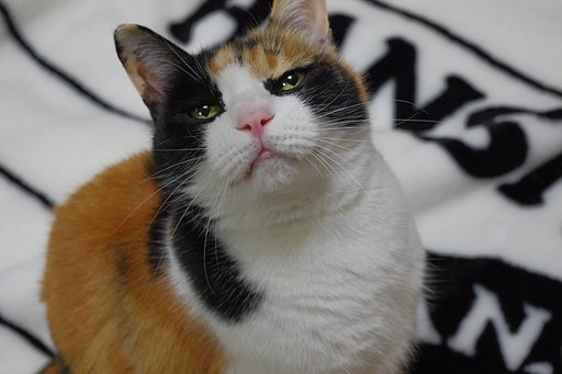 三毛猫さま