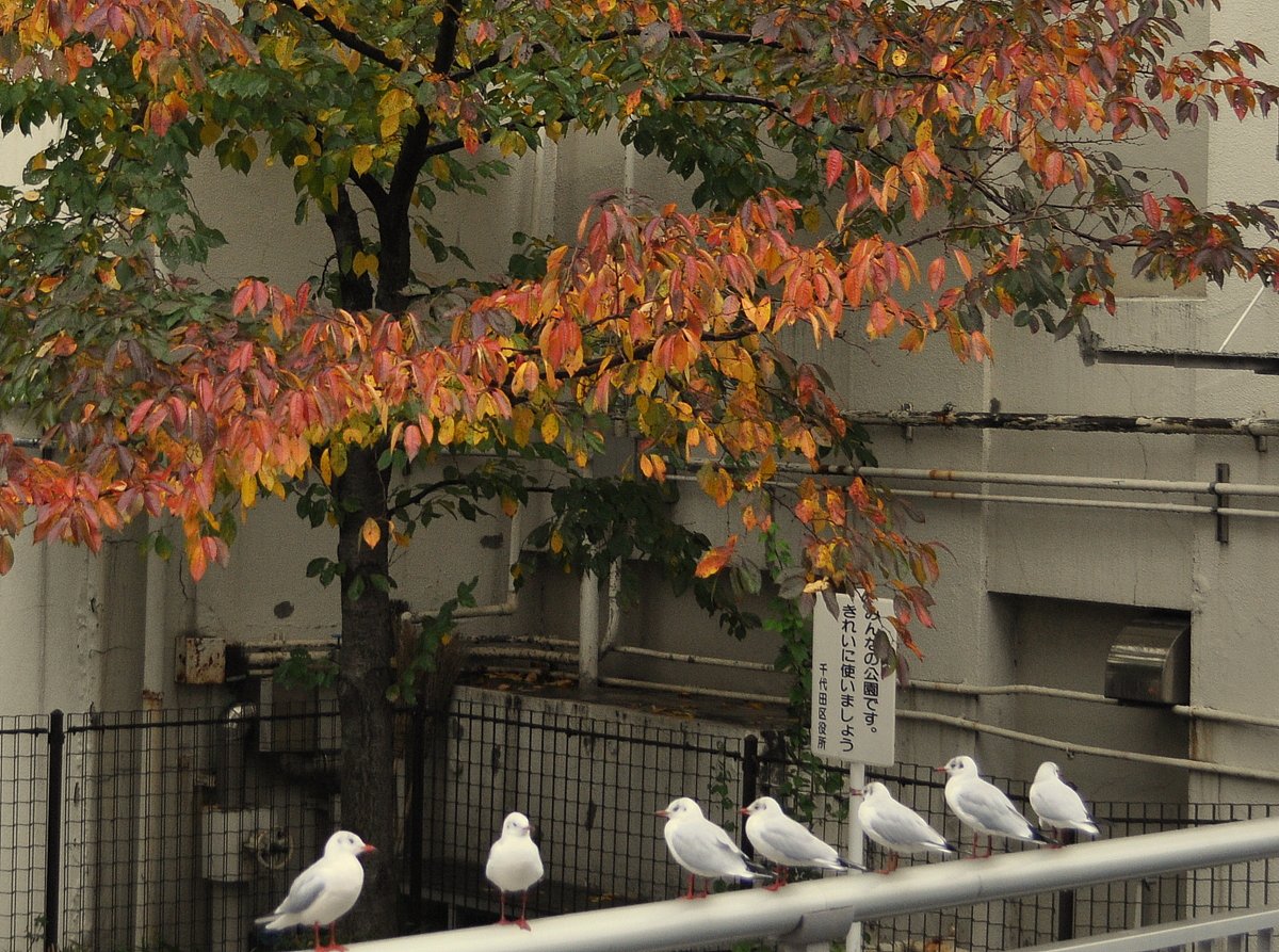 紅葉とゆりかもめ