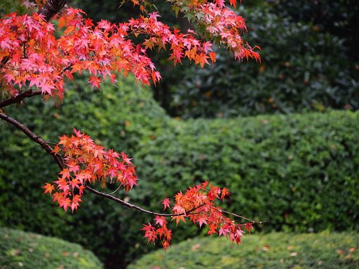 紅葉