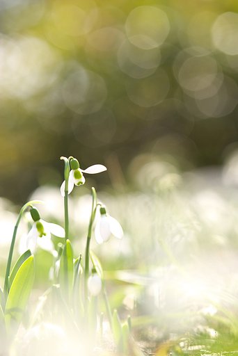 Spring Shower