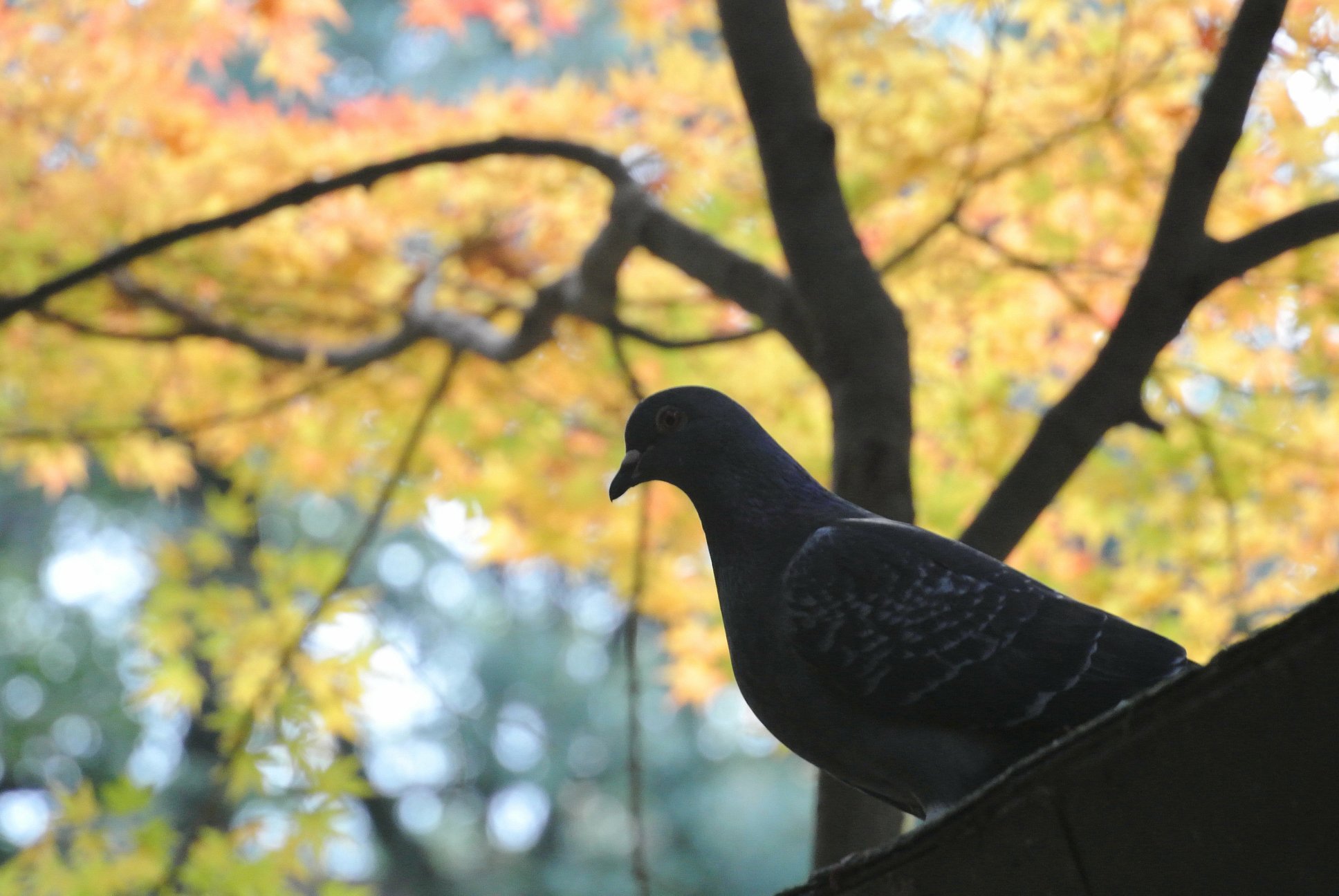 モミジが綺麗