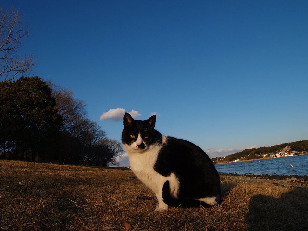 猫撮り　再開。