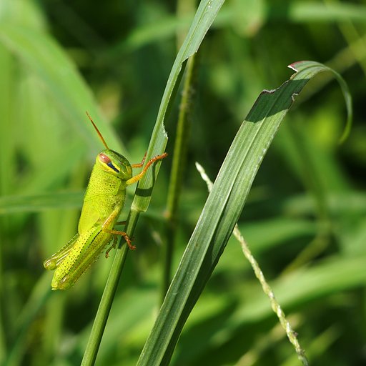 バッタ