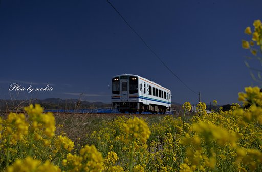菜の花に誘われて