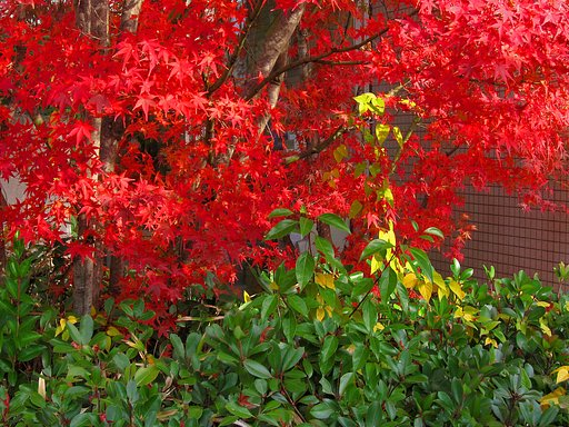 生き残り紅葉