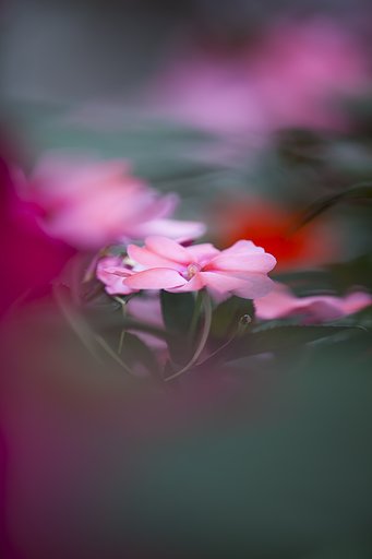in the Dream