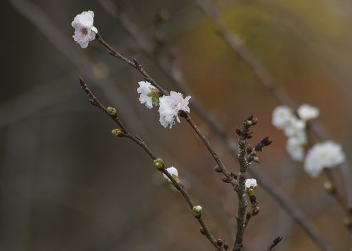 十月桜