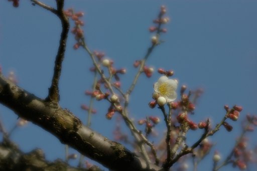 これは何分咲きでしょうか？
