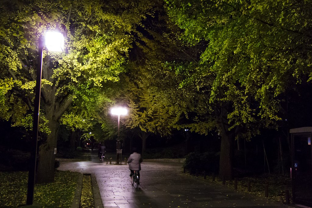 夜の銀杏並木